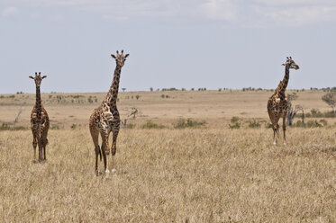 Kenia, Massai-Giraffen im Maasai Mara National Reserve - CB000127