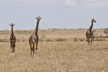 Kenya, Masai giraffes at Maasai Mara National Reserve - CB000127