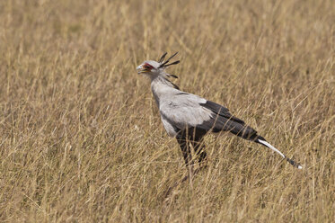 Kenia, Sekretärvogel im Maasai Mara National Reserve - CB000126