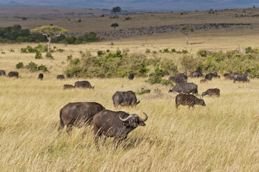 Kenia, Gruppe afrikanischer Büffel im Maasai Mara National Reserve - CB000125