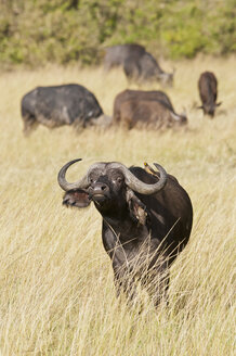 Kenia, Gruppe afrikanischer Büffel im Maasai Mara National Reserve - CB000124