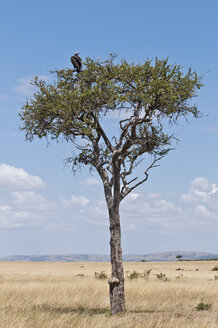 Kenia, Rueppell-Geier, der auf einer Schirmdorn-Akazie sitzt - CB000123