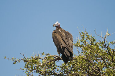 Kenia, Rueppell-Geier, der auf einer Schirmdorn-Akazie sitzt - CB000122