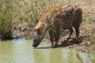 Kenia, Tüpfelhyäne beim Wassertrinken im Maasai Mara National Reserve - CB000121