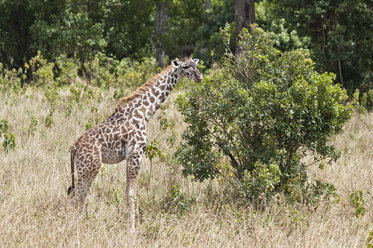 Kenia, Massai-Giraffe im Maasai Mara National Reserve - CB000118