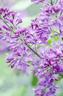 Purple lilac flowers, close up - CZF000034