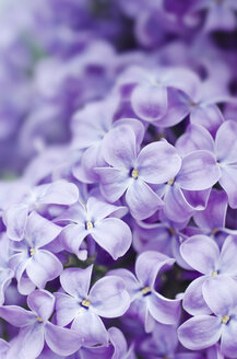 Purple lilac flowers, close up - CZF000035