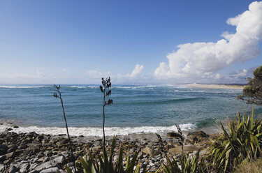 Neuseeland, Ansicht einer neuseeländischen Flachspflanze am Strand - GW002369