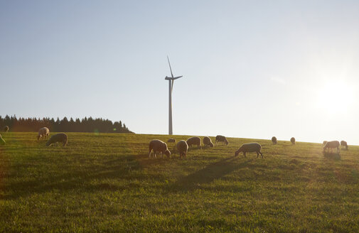 Flock of sheep grazing in front of wind turbine - DHL000017