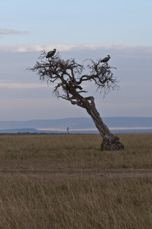 Afrika, Kenia, Geier sitzen auf einem toten Baum im Maasai Mara National Reserve - CB000174