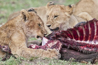 Afrika, Kenia, Löwen fressen Tsessebe im Maasai Mara National Reserve - CB000172