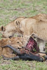 Africa, Kenya, Lions eating common tsessebe at Maasai Mara National Reserve - CB000171