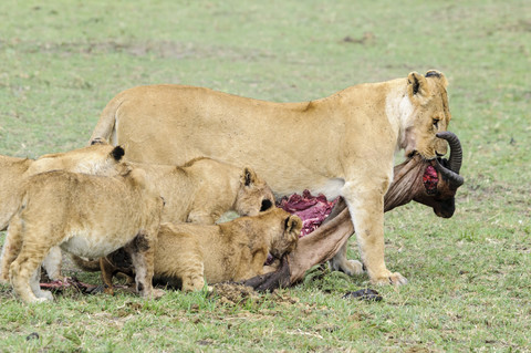 Afrika, Kenia, Löwe und Jungtiere fressen Tsessebe im Maasai Mara National Reserve, lizenzfreies Stockfoto