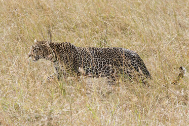 Afrika, Kenia, Leopard läuft durch Gras im Maasai Mara National Reserve - CB000168