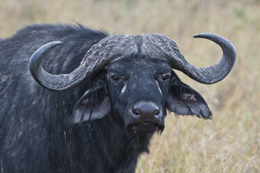 Africa, Kenya, Cape buffalo at Maasai Mara National Reserve - CB000167