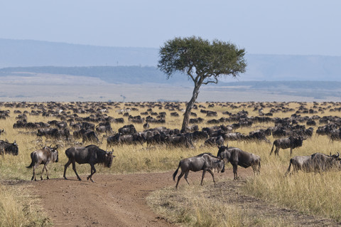 Afrika, Kenia, Gnu-Wanderung im Maasai Mara Nationalreservat, lizenzfreies Stockfoto