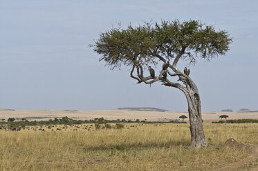 Afrika, Kenia, Geier sitzen auf einem Baum im Maasai Mara National Reserve - CB000161