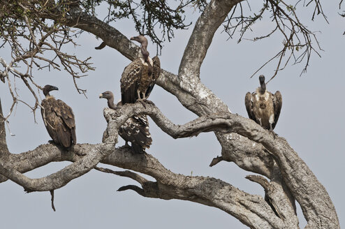 Afrika, Kenia, Geier sitzen auf einem Baum im Maasai Mara National Reserve - CB000160