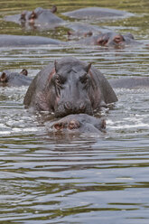 Afrika, Kenia, Flusspferde bei der Paarung im Wasser im Maasai Mara National Reserve - CB000159