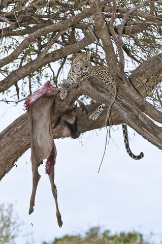 Afrika, Kenia, Leopard füttert Streifengnu auf einem Baum im Maasai Mara National Reserve, lizenzfreies Stockfoto