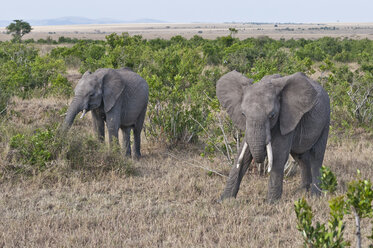 Afrika, Kenia, Afrikanische Elefanten fressen Gras im Maasai Mara National Reserve - CB000154