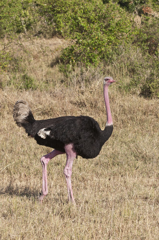 Afrika, Kenia, Strauß im Maasai Mara National Reserve, lizenzfreies Stockfoto