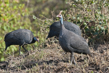 Afrika, Kenia, Helmperlhühner im Maasai Mara National Reserve - CB000152