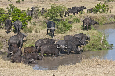 Africa, Kenya, Cape buffaloes drinking water from river at Maasai Mara National Reserve - CB000149