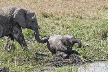 Africa, Kenya, African elephant with young animal at Maasai Mara National Reserve - CB000148