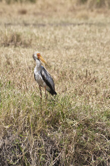 Afrika, Kenia, Gelbschnabelstorch auf Gras im Maasai Mara National Reserve - CB000147