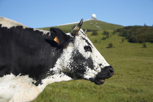 Frankreich, Kuh bei Grand ballon - DHL000023