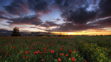 UK, Scotland, East Lothian, Poppy field in Musselburgh - SMAF000169