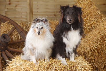 Zwei Shelties, Shetland Sheepdogs, sitzen im Heu - HTF000001