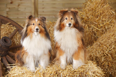 Zwei Shelties, Shetland Sheepdogs, sitzen im Heu - HTF000007