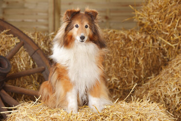 Sheltie, Shetland Sheepdog sitzend im Heu - HTF000010