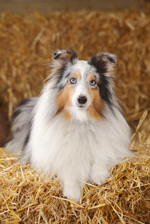 Blue-merle Sheltie, Shetland Sheepdog liegend auf einem Strohballen - HTF000013