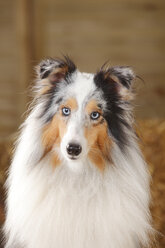 Porträt eines blau-merle Sheltie, Shetland Sheepdog - HTF000017