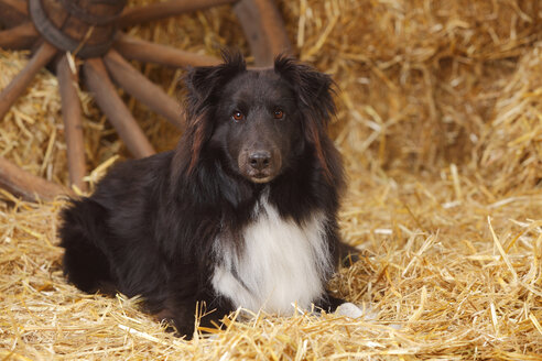 Schwarz-weißer Shetland Sheepdog im Heu liegend - HTF000018