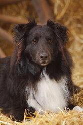 Porträt eines schwarz-weißen Shetland Sheepdogs, Nahaufnahme - HTF000019