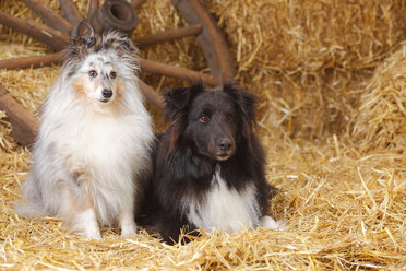 Zwei Shelties, Shetland Sheepdogs im Heu - HTF000020