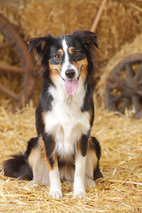 Miniature Australian Shepherd sitting at hay - HTF000026