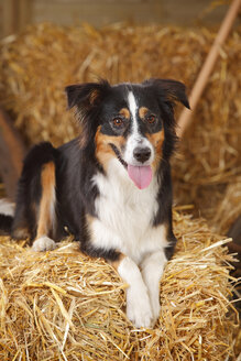 Miniatur Australian Shepherd auf einem Strohballen liegend - HTF000027