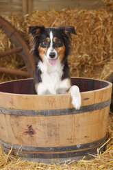 Australischer Miniatur-Schäferhund in einer Holzwanne sitzend - HTF000028