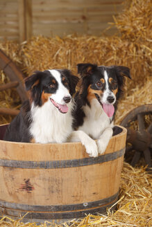 Australian Shepherd und Miniatur Australian Shepherd sitzen in einer Holzwanne - HTF000030