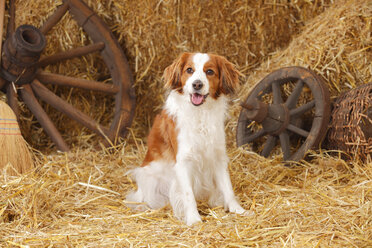 Nederlandse Kooikerhondje sitzend im Heu - HTF000032