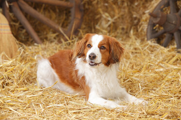 Nederlandse Kooikerhondje liegend im Heu - HTF000034