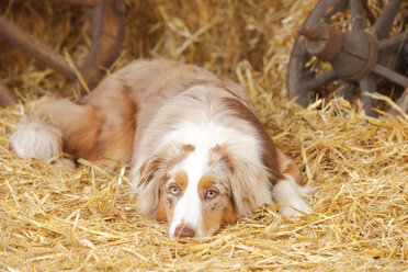 Australian Shepherd lying at hay - HTF000043