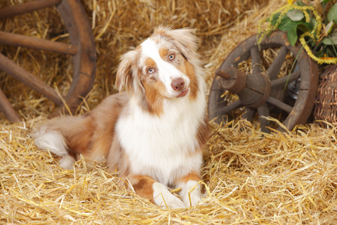 Australian Shepherd im Heu liegend, lizenzfreies Stockfoto