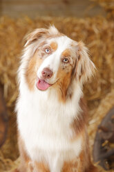 Porträt eines Australian Shepherd, Nahaufnahme - HTF000047