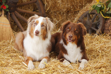 Zwei Australian Shepherd liegen nebeneinander im Heu - HTF000051